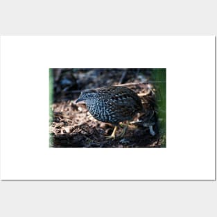 Button Quail Posters and Art